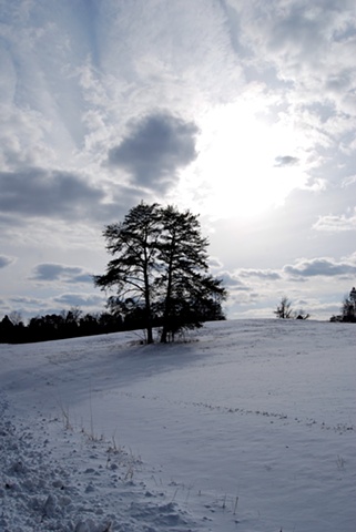 Trees On Hill After Snow - Manassas, VA