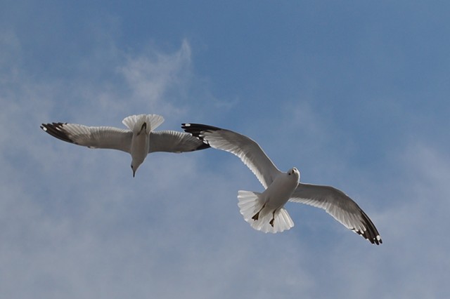 Two Gulls