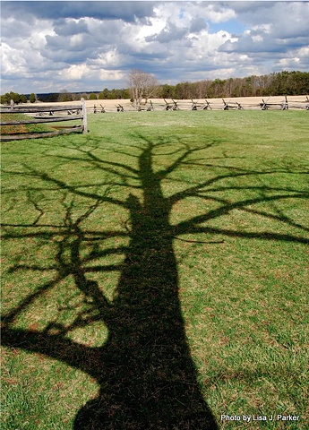 Tree Shadow - Bull Run Battlefield, VA