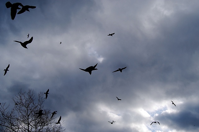Seagulls In Flight - Lower Manhattan, NYC