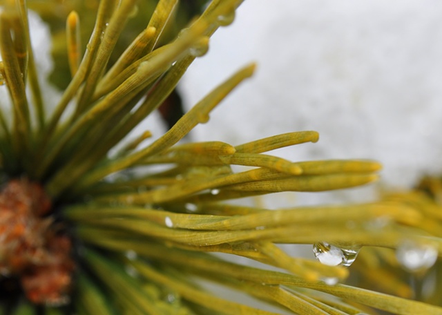Pine Needles After Snow