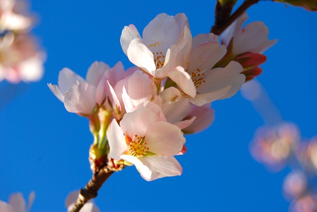 Spring Blossoms - Fairfax, VA