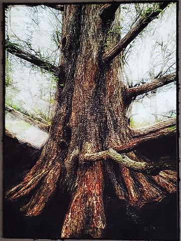 meta sequoia