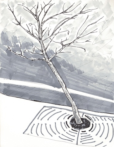 Tree on North Lincoln Avenue