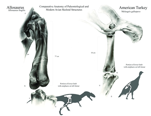 Comparative Anatomy of a Dinosaur, Paleontology