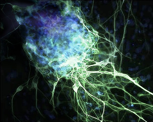 stem cell differentiating into a neuron
