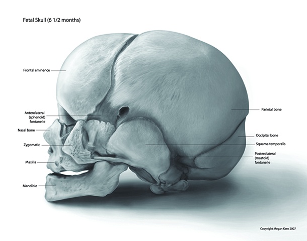 Fetal skull anatomy