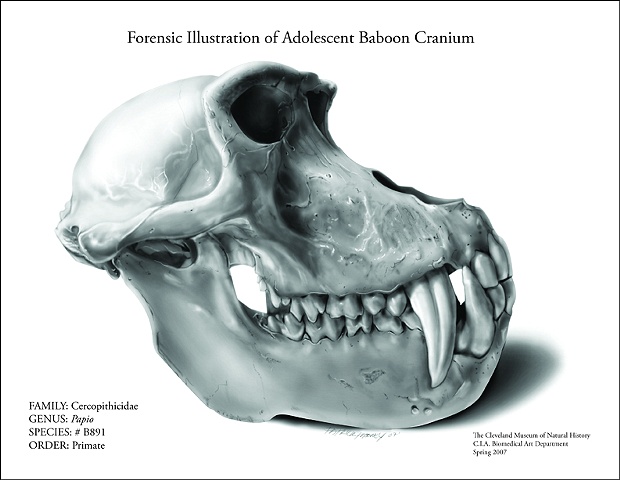 CMNH, Adolescent Baboon Cranium