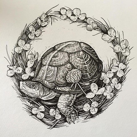 Turtle Drawing