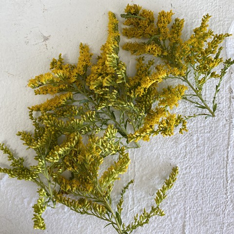 Gather a cluster of goldenrod flowers