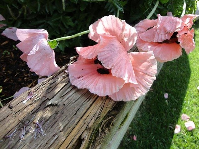 Poppies (Photo)