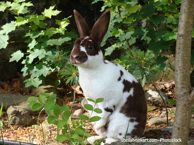 Cute Bunny Photostock, Rabbit Photostock, Bonsai Garden