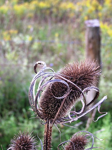 teasel,sheilalynnkart photography, autumn, spiked weeds, thorns