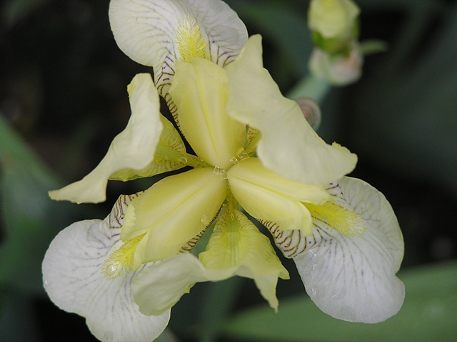yellow iris, heirloom iris, water drop, sheila kalkbrenner photography