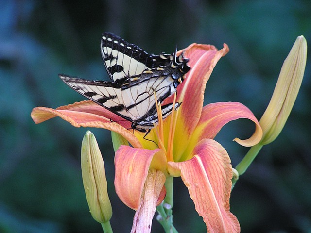 Lilly Fly