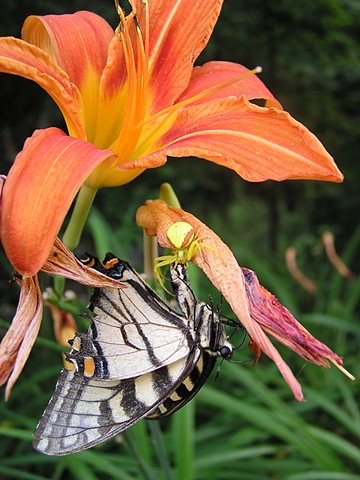 crab spider, day lily, affordable art, Wild Pantry, Edible Wild Food, 