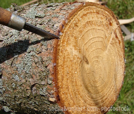 Pine Bark Photostock, Wood Carving Photostock, First Cut is the Deepest