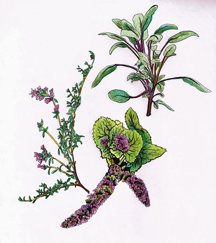 culinary herbs, botanical art