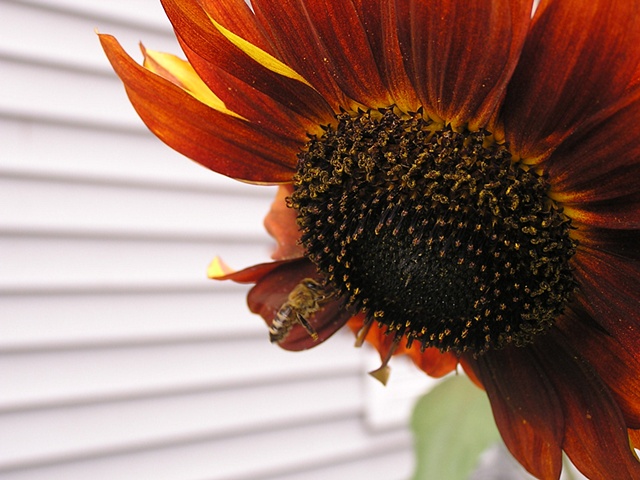 orange sunflower, pollination, bumble bee