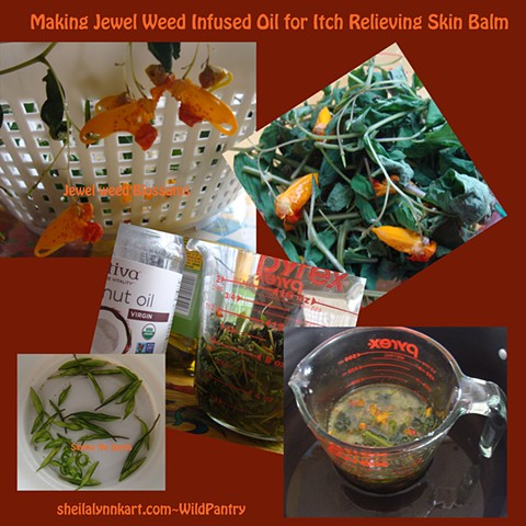 Jewelweed Oil in the Making