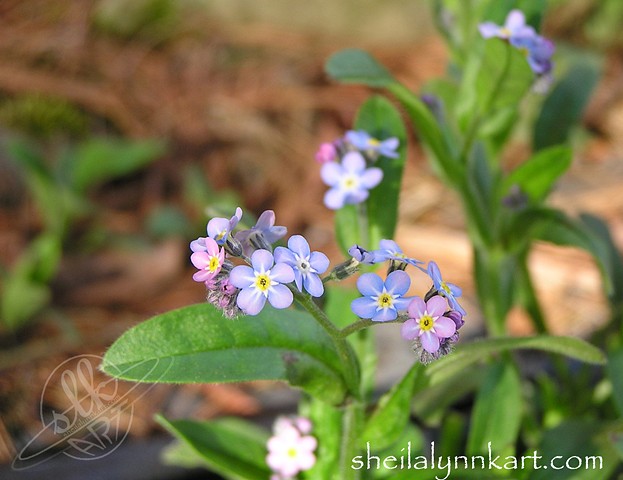 Fine Art Photography, Forget Me Not Flowers, Wild Flowers