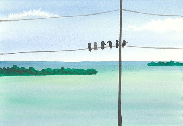 Key West Birds