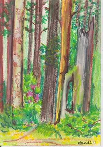 Mendocino Forest