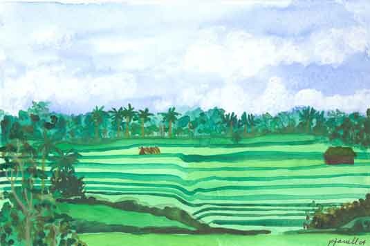 Rice Fields Campujan