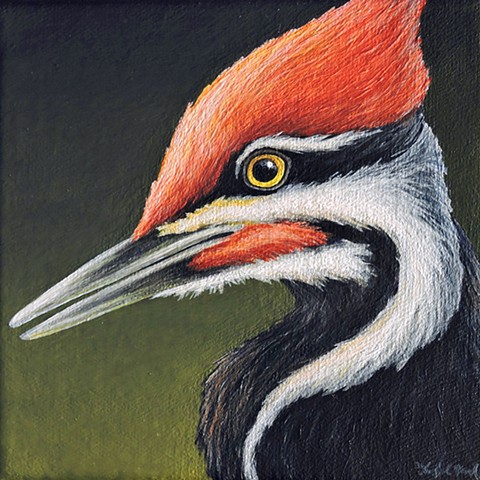 Pileated Woodpecker portrait