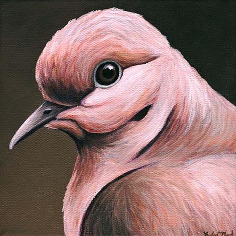Mourning Dove portrait #3