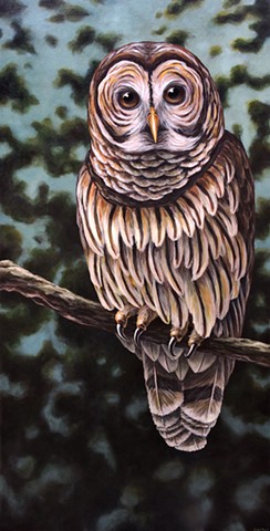 Barred Owl #2