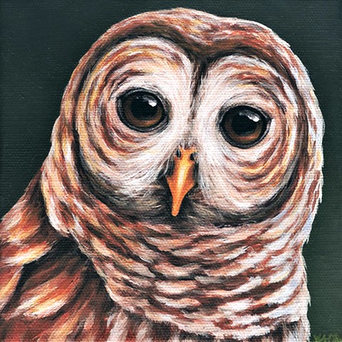 Barred Owl portrait #4