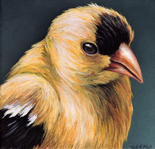 Goldfinch portrait #3
