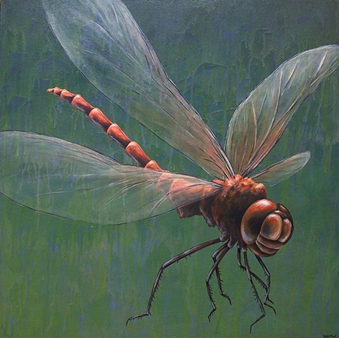 Dragonfly (red darner) 