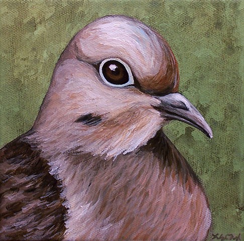 Mourning Dove portrait #2