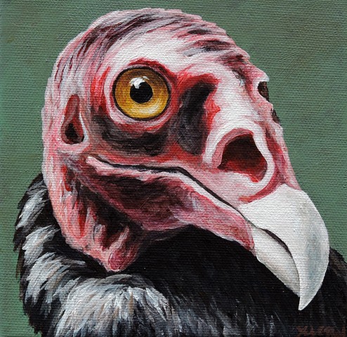 Turkey Vulture portrait #2 
