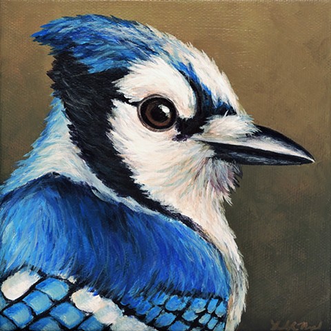 Blue Jay portrait #3