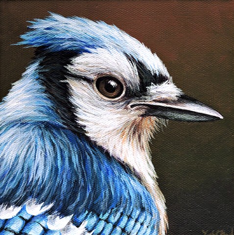 Blue Jay portrait #5
