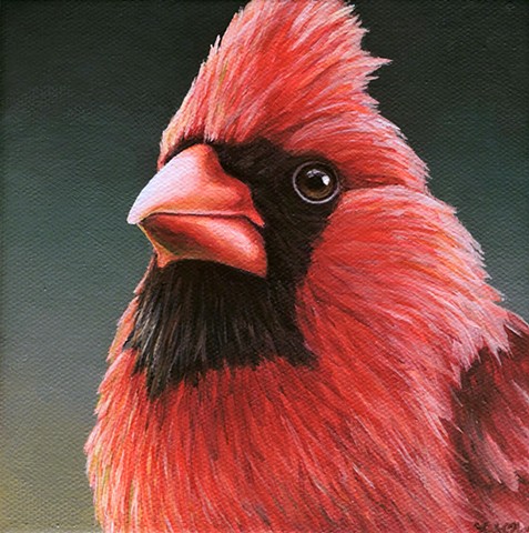 Cardinal portrait #16 