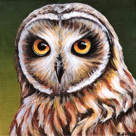 Short-Eared Owl portrait #2