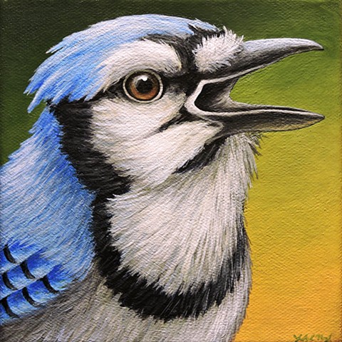 Blue Jay portrait #7