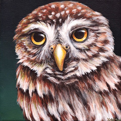 Northern Pygmy Owl portrait 
