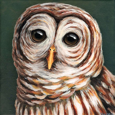 Barred Owl portrait #3