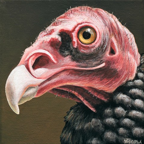 Turkey Vulture portrait #3