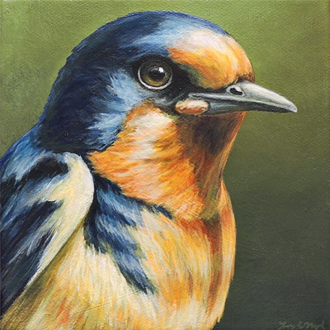 Barn Swallow portrait