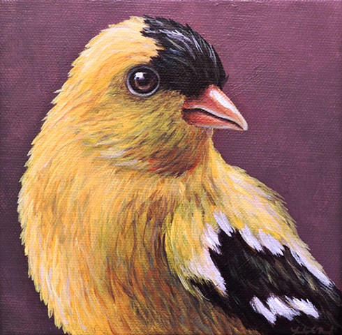 Goldfinch portrait #2