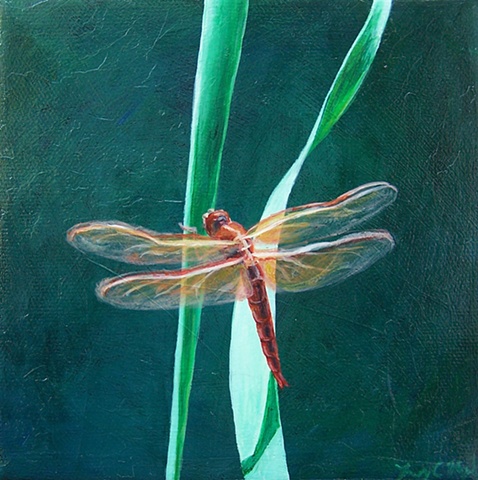 Dragonfly on Blade of Grass #7