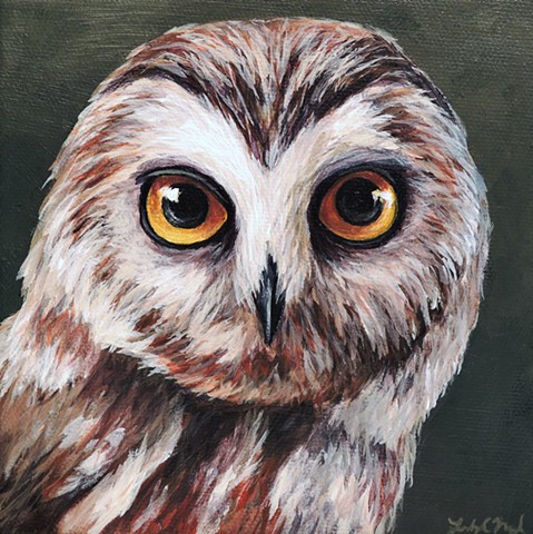 Northern Saw-whet Owl portrait 