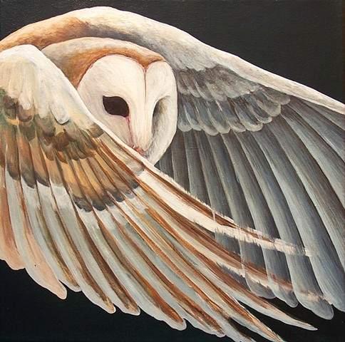 Barn Owl in flight (step 6)