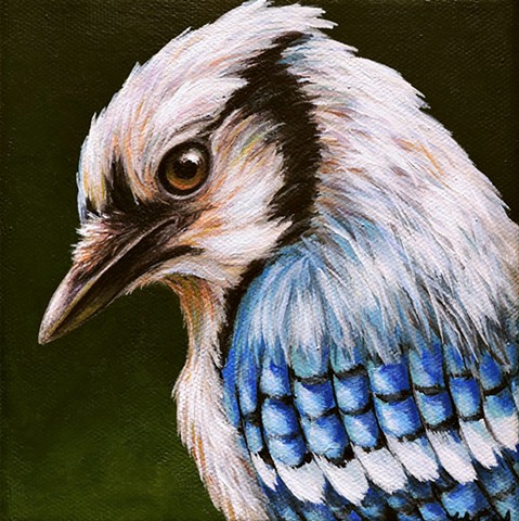 Blue Jay portrait #6